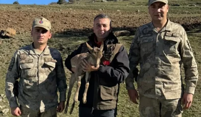 Kartal Saldırısı Sonucu Yaralanan Yaban Keçisi Yavrusuna Tedavi